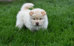 Mixed Breed dogs for sale: Genuine Chowski puppies  - Image 14