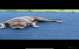 American Bulldog dogs for sale: Handsome and super active boy for rehoming - Image 11