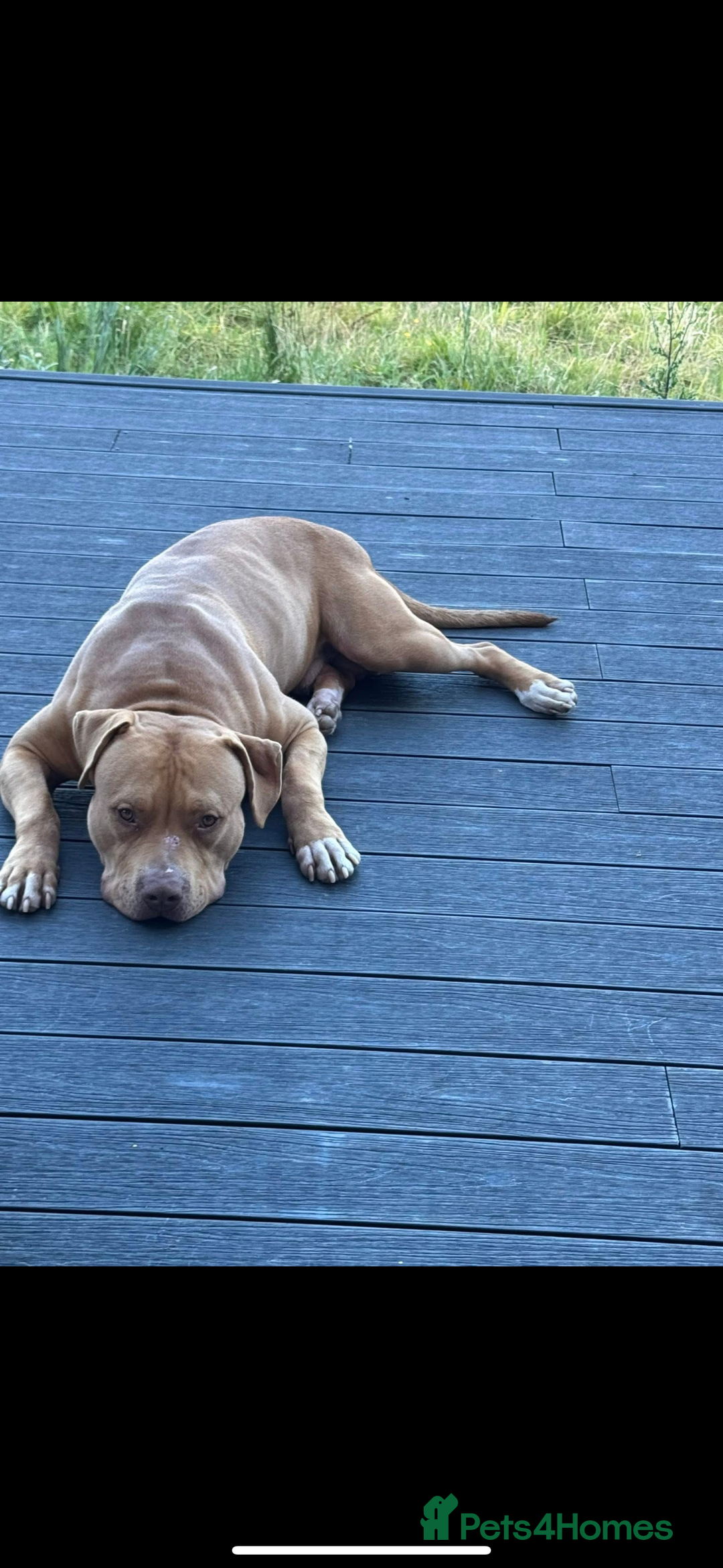 American Bulldog dogs for sale: Handsome and super active boy for rehoming - Image 11