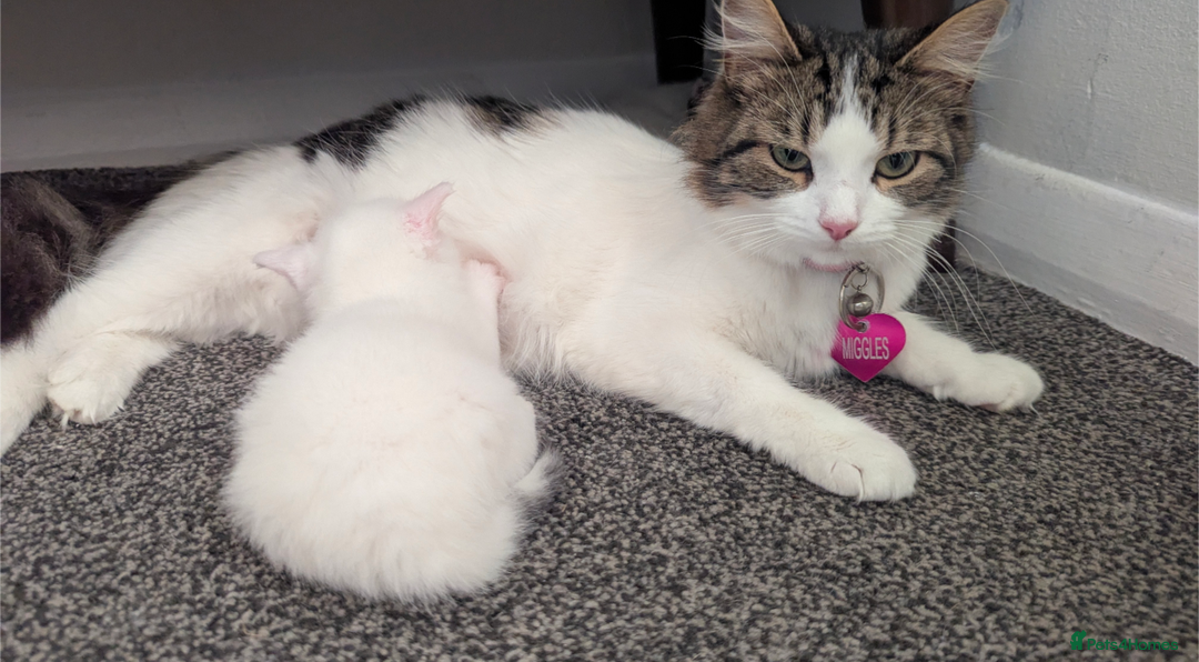 Mixed Breed cats for sale: White male kitten and 2 female kittens - Image 5