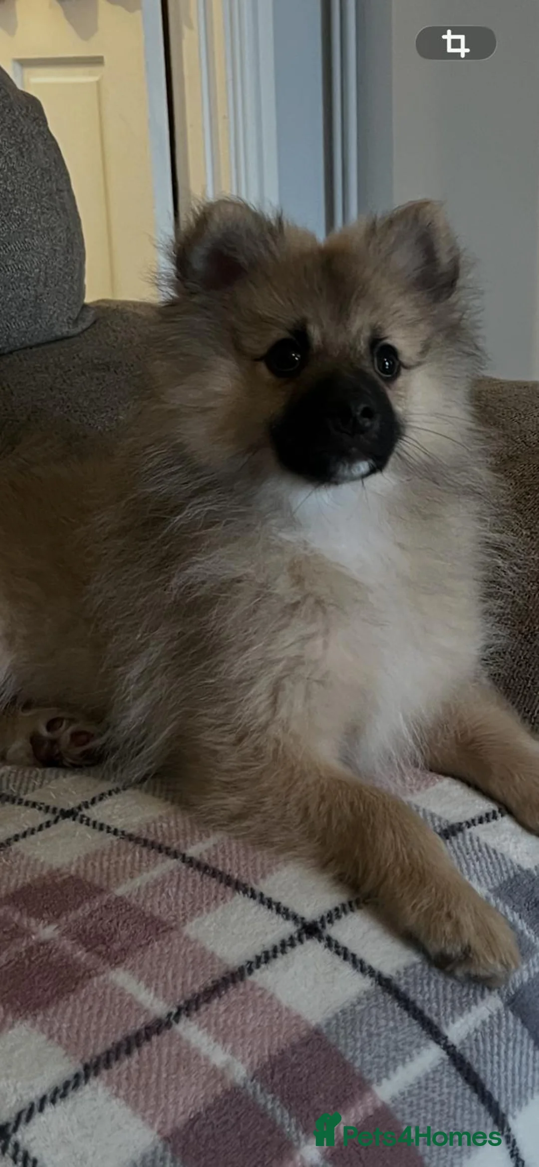 Pomeranian dogs for sale: Two male Pomeranian puppies for sale - Advert 22
