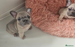 French Bulldog dogs for sale: Beautiful Velvet French Bulldog Puppies - Image 4