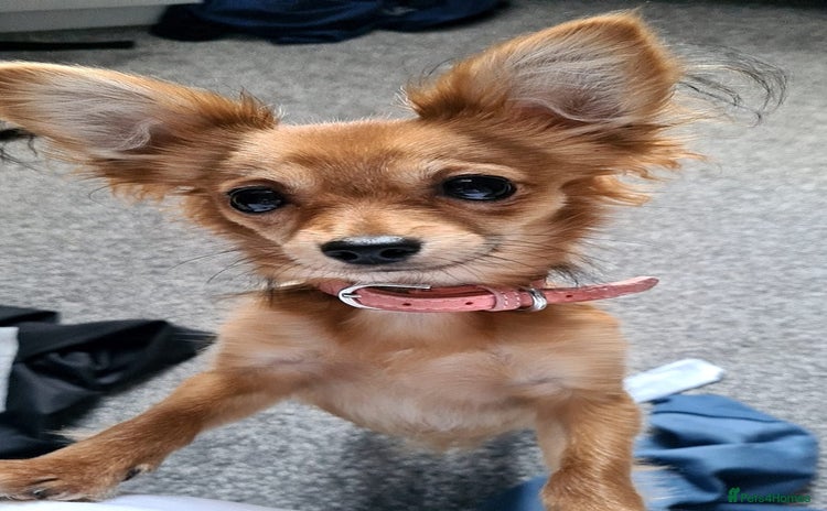 Chorkie dogs - Advert 9