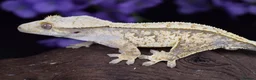 Gecko reptiles for sale: Various crested geckos - Advert 6