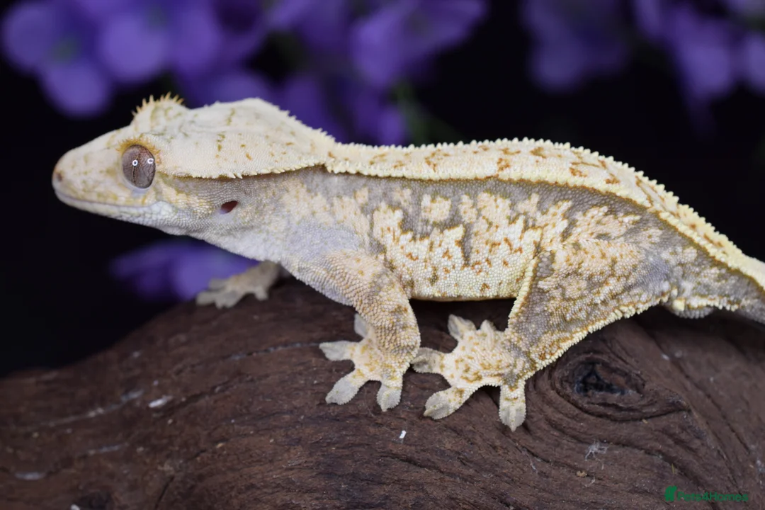 Gecko reptiles for sale: Various crested geckos - Advert 6