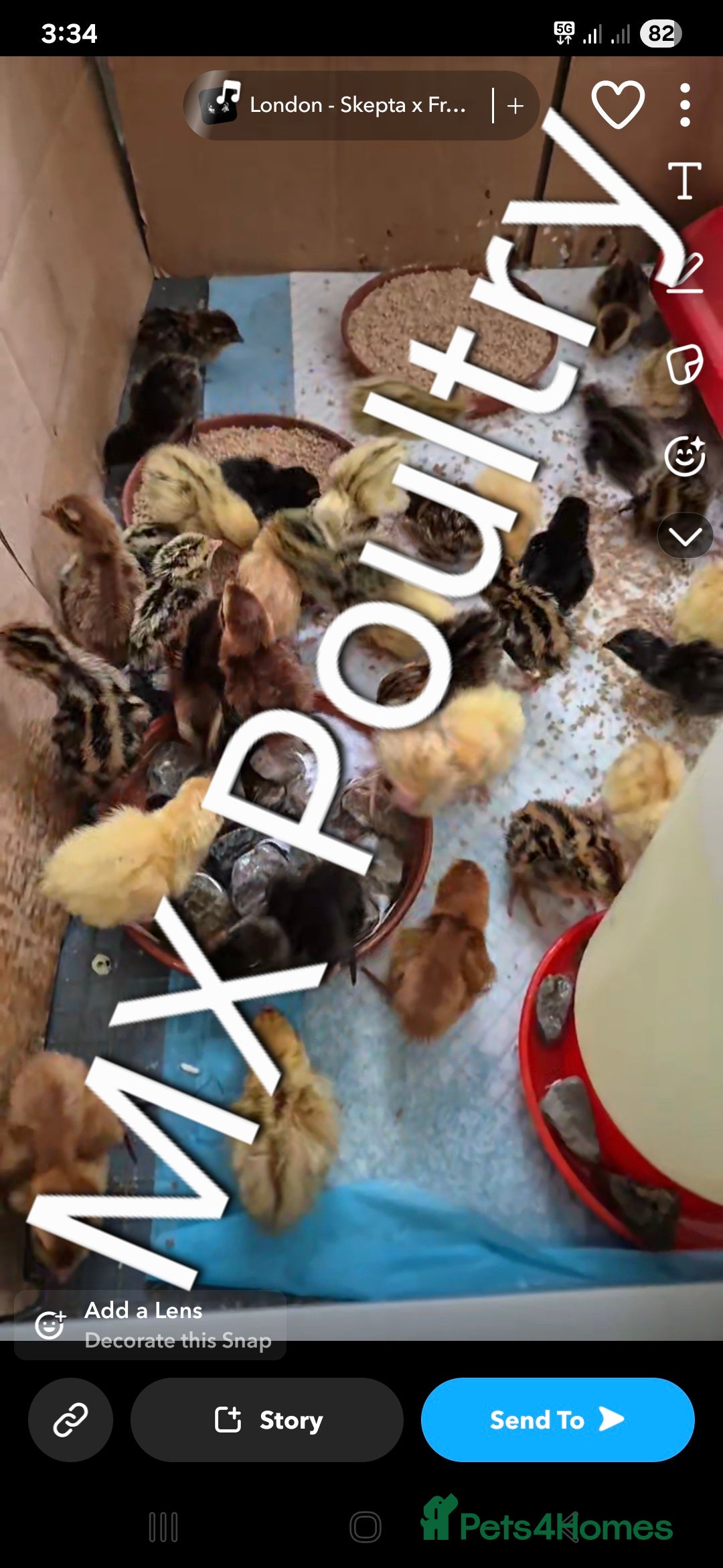 Quail poultry Jumbo & Celadon Quail Chicks & Hens - Advert 1