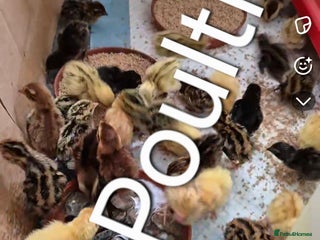 Quail poultry - Advert 2