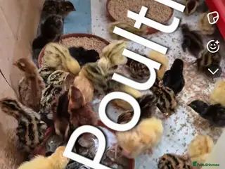 Quail poultry Jumbo & Celadon Quail Chicks & Hens - Advert 1