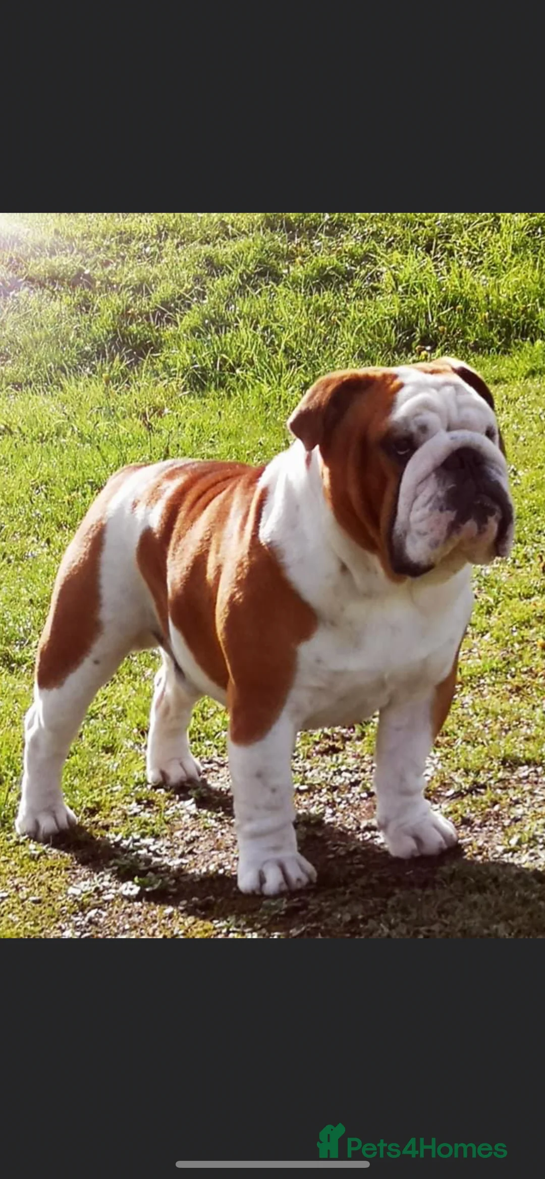 English Bulldog dogs for stud: Available for stud uk champion  in Bradford - Advert 2