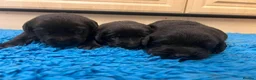 Labrador Retriever dogs for sale: Gorgeous chunky black Labrador puppies  - Advert 1