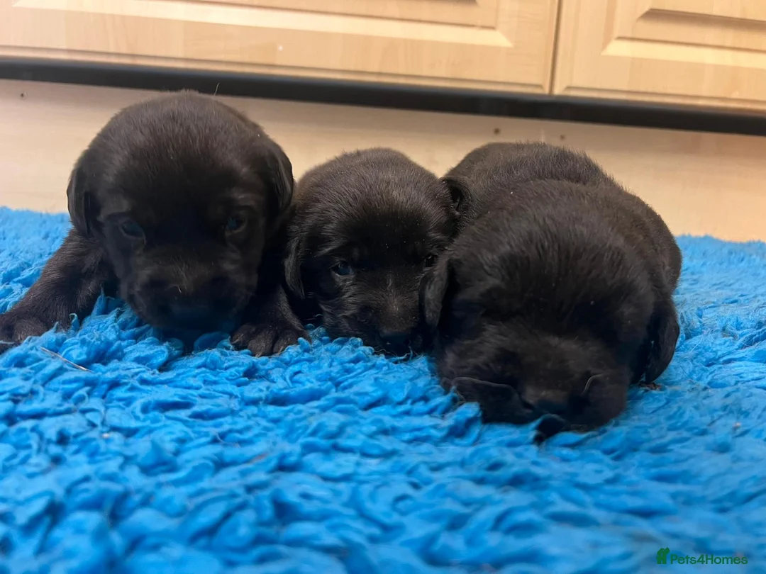 Labrador Retriever dogs for sale: Gorgeous chunky black Labrador puppies  - Advert 1