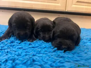 Labrador Retriever dogs Gorgeous chunky black Labrador puppies - Advert 10