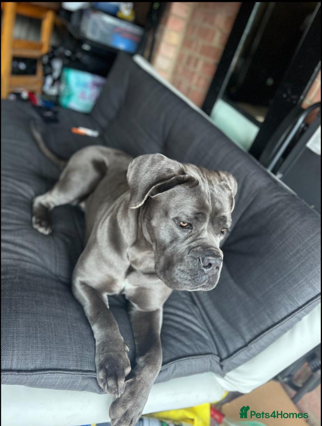 Cane Corso dogs Rehoming female 4 year old Cane Corso - Advert 13