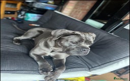 Cane Corso dogs for sale: Rehoming female 4 year old Cane Corso - Image 1