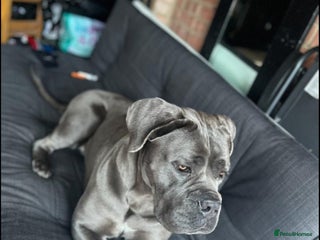 Cane Corso dogs - Advert 1