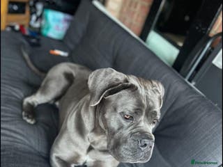 Cane Corso dogs Rehoming female 4 year old Cane Corso - Advert 9