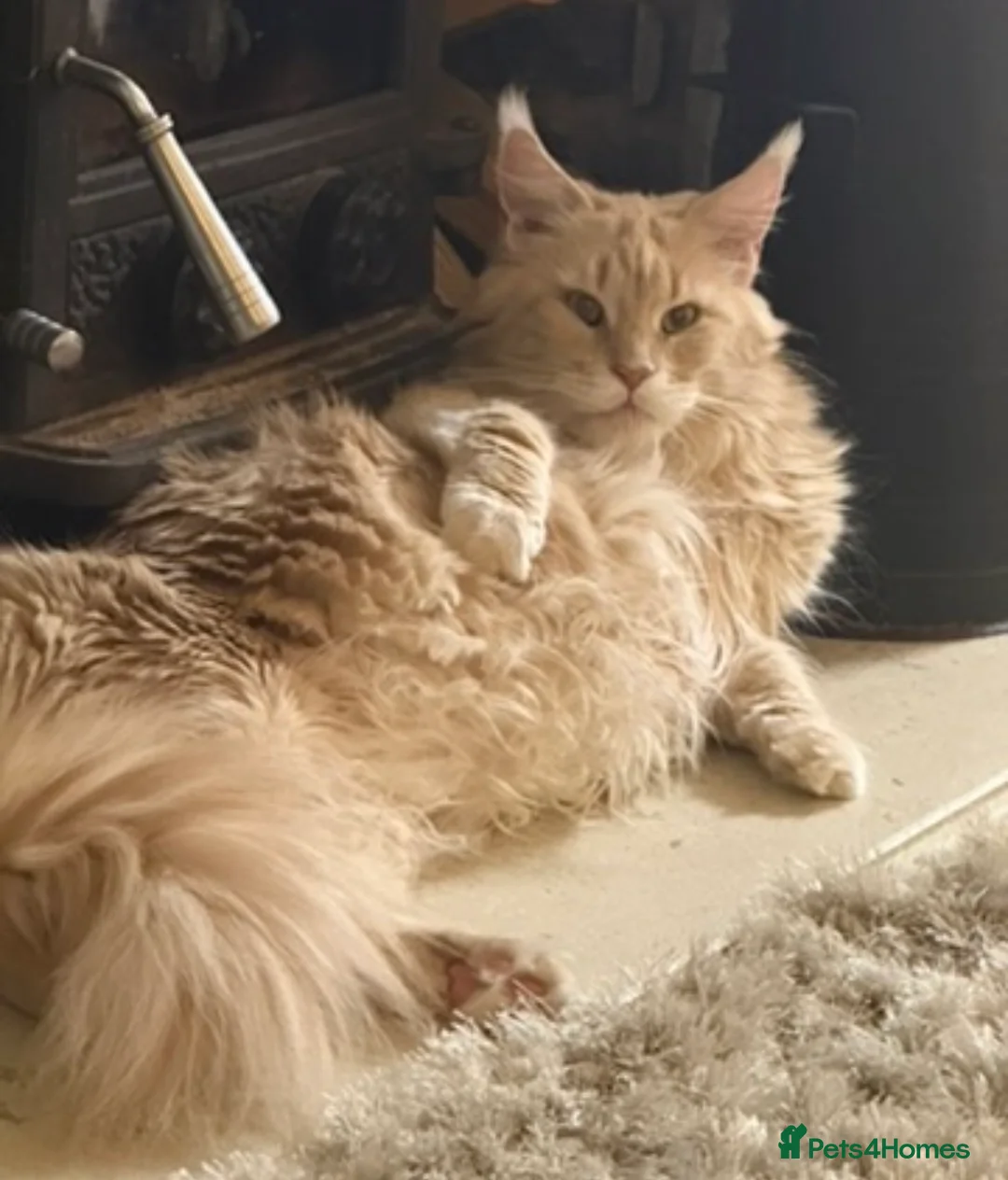 Maine Coon cats for sale: READY TO LEAVE Tica registered Maine Coons  - Advert 17