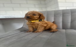 Cockapoo dogs for sale: OUTSTANDING Red Cockapoo Puppies  - Image 13