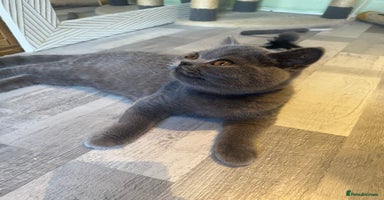 British Shorthair cats - Advert 7