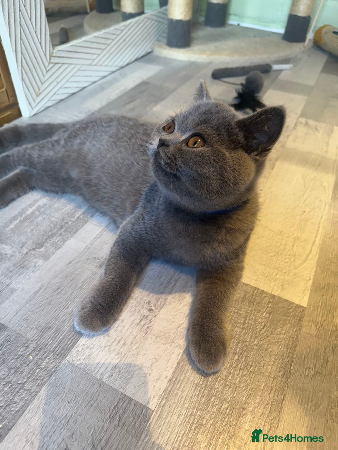 British Shorthair cats for sale: ❣️British Shorthair Kittens Blue❣️ - Image 4