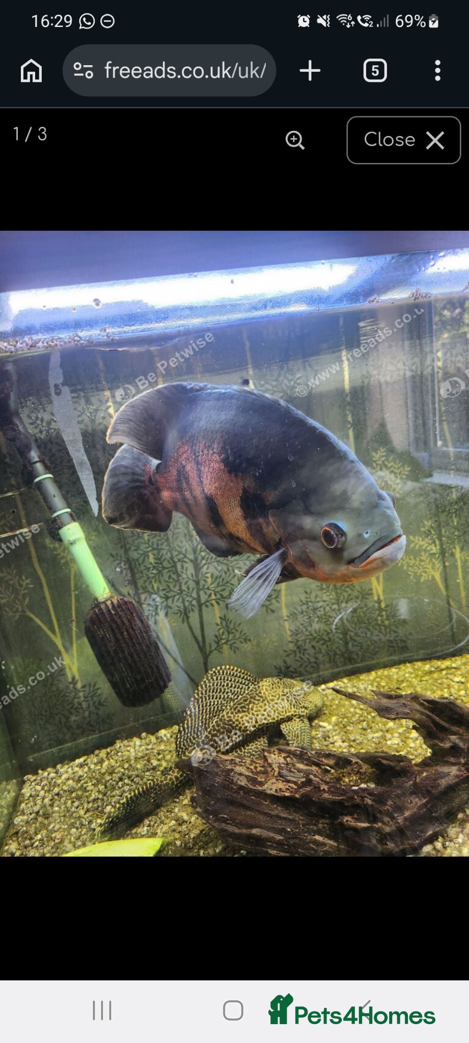 Other/Mixed Breed fish 1 Oscar and 2 Plecos for new home - Advert 7