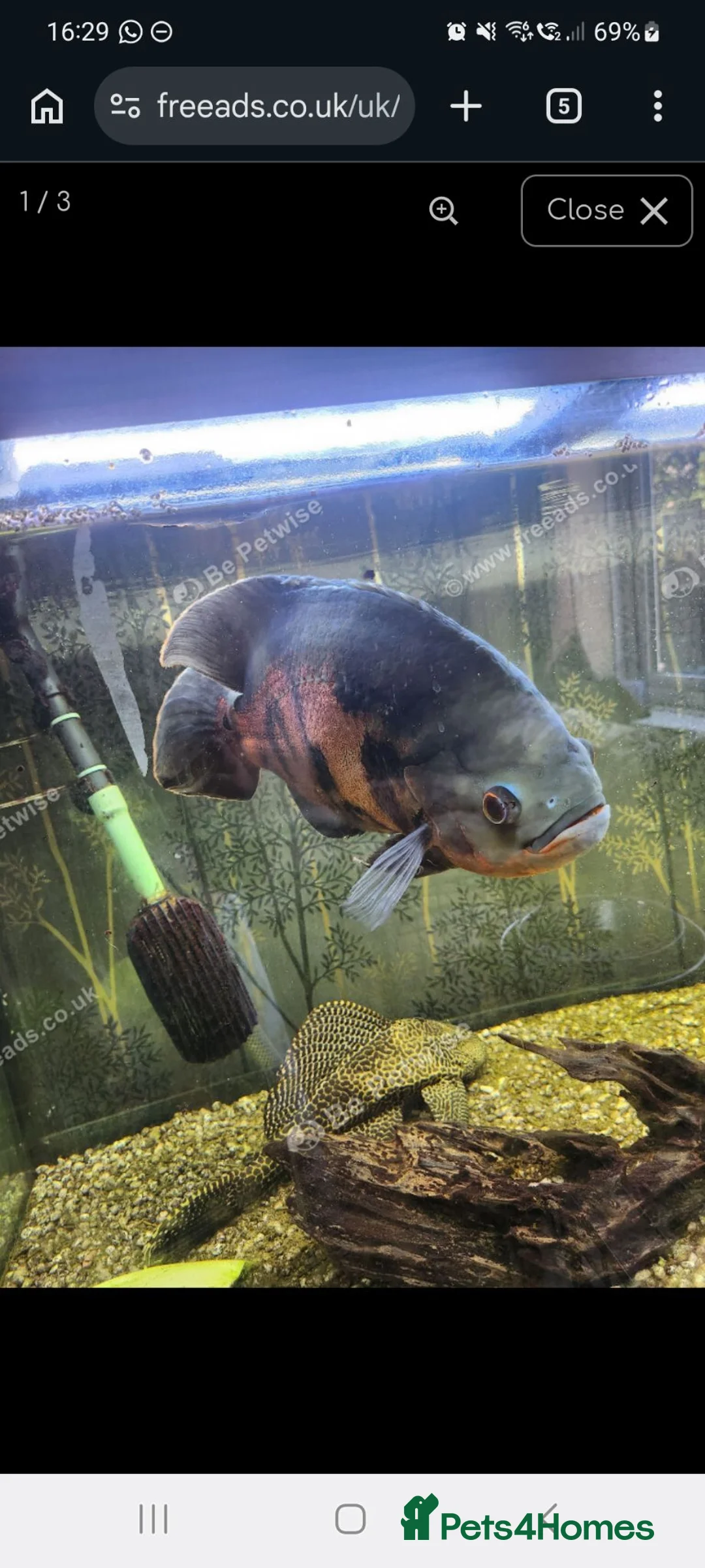 Other/Mixed Breed fish for sale: 1 Oscar and 2 Plecos for new home in Manchester - Advert 1