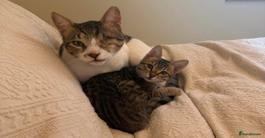 Mixed Breed cats - Advert 7