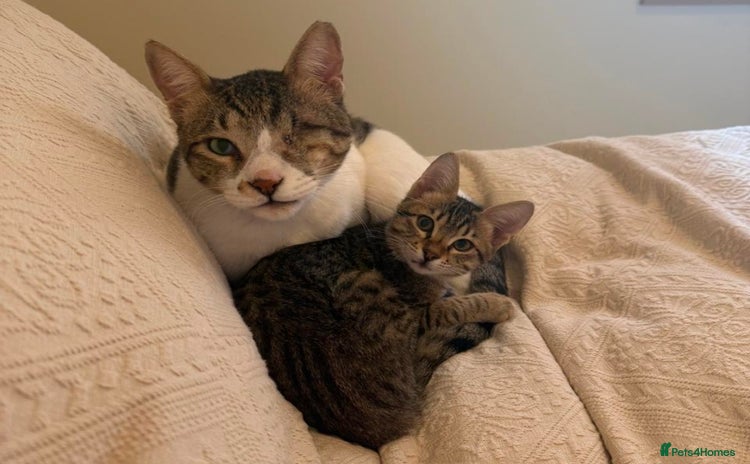 Mixed Breed cats - Advert 2