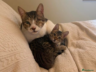 Mixed Breed cats - Advert 24