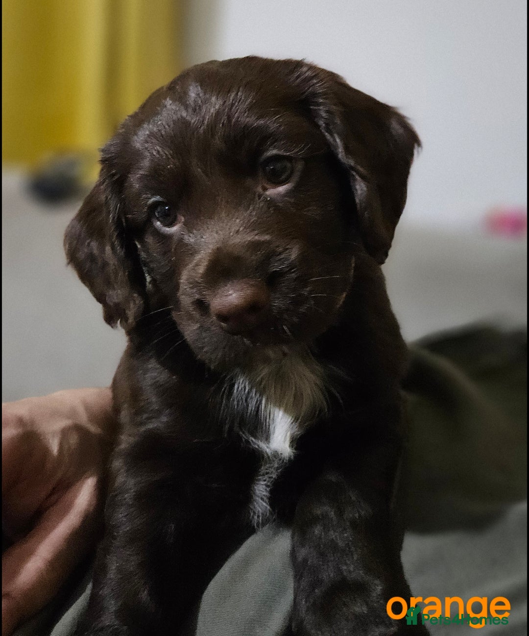Cocker Spaniel dogs for sale: 5 stunning Cocker Spaniel puppies for sale.  - Advert 5