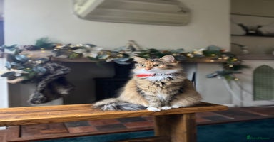 Mixed Breed cats - Advert 12