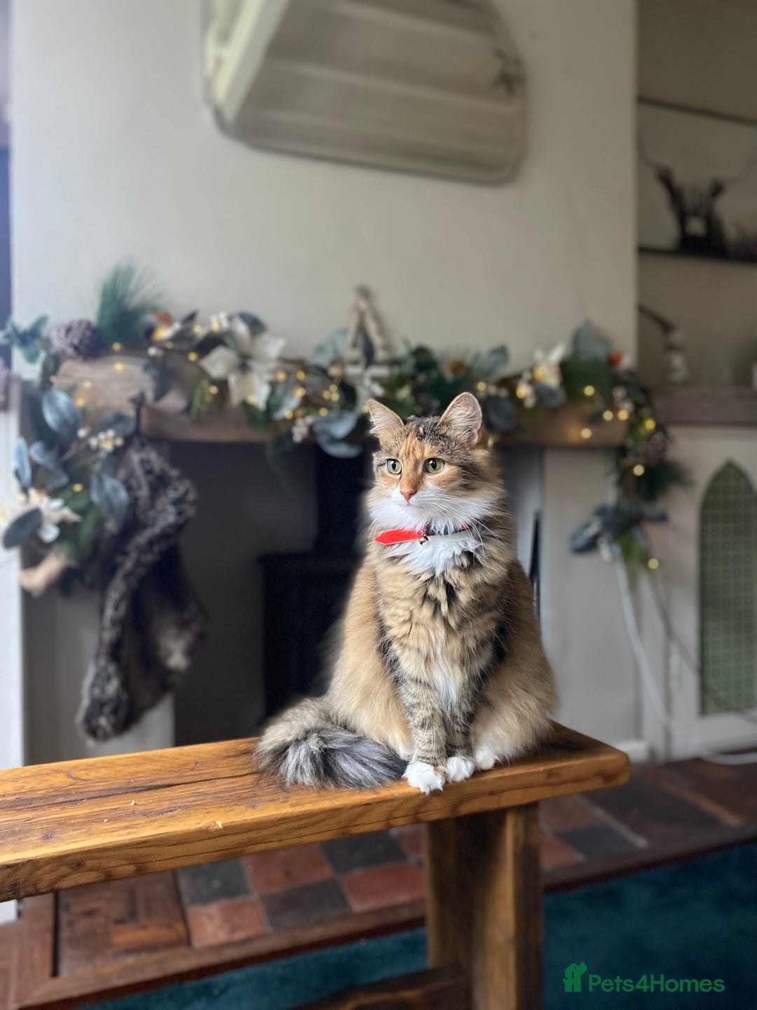 Mixed Breed cats for sale: Coco  - Image 2