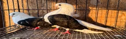 Pigeons birds for sale: TAGANROG FANCY TUMBLERS FOR SALE - Advert 2