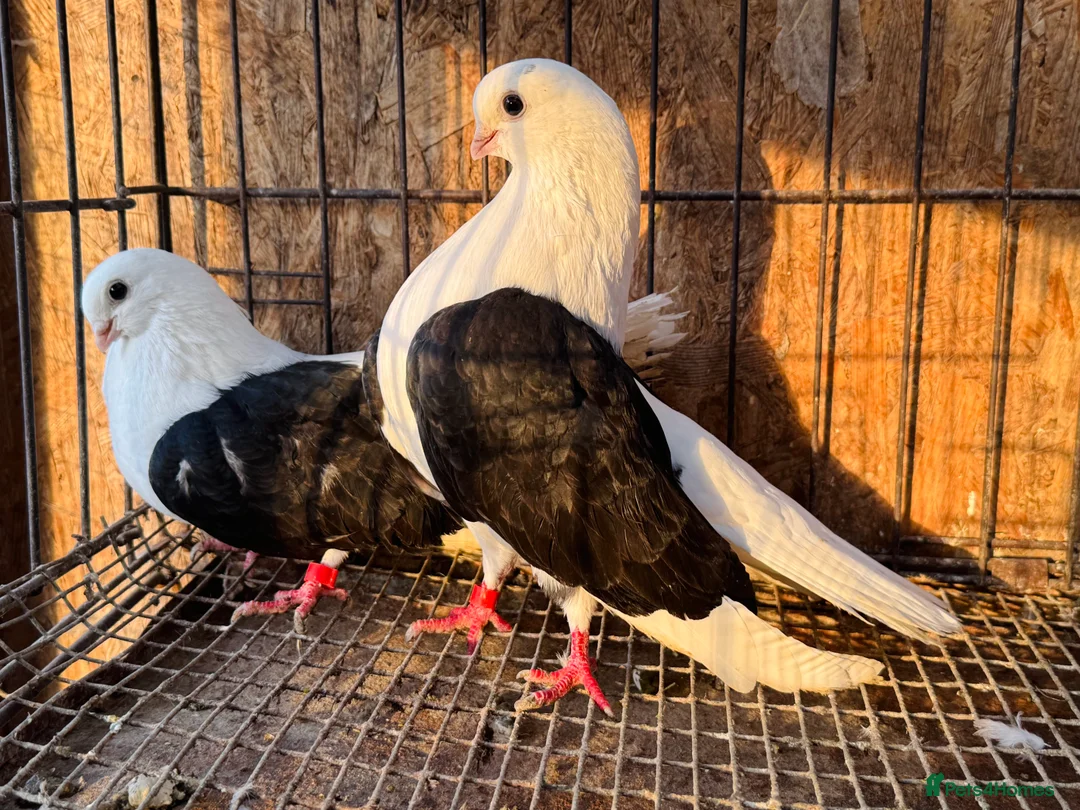 Pigeons birds for sale: TAGANROG FANCY TUMBLERS FOR SALE - Advert 2