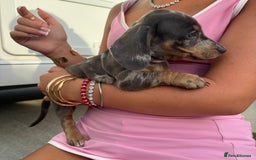 Miniature Dachshund dogs for sale: Miniature dachshund puppy’s TO LEAVE NOW in Luton - Image 32