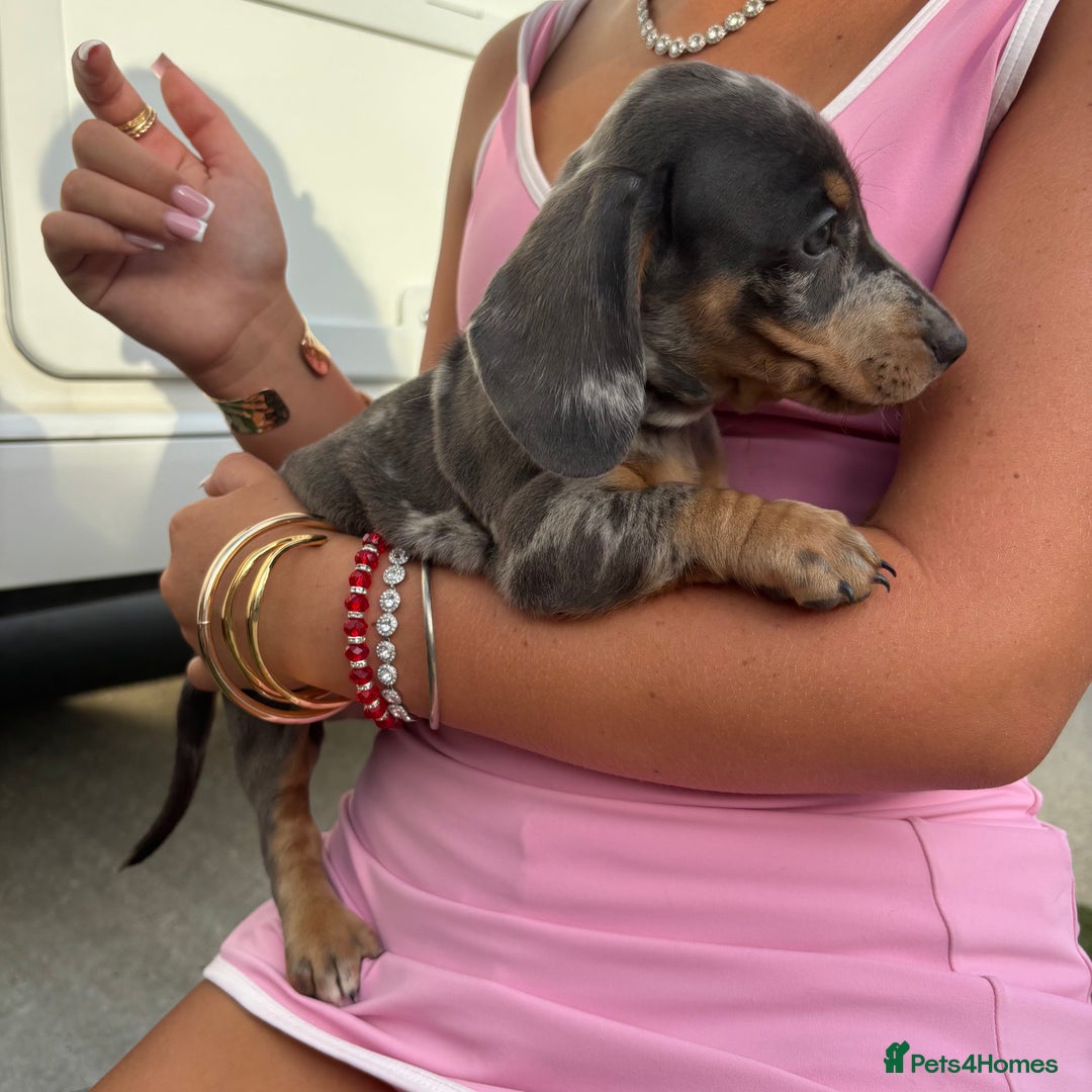 Miniature Dachshund dogs for sale: Miniature dachshund puppy’s TO LEAVE NOW in Luton - Image 32