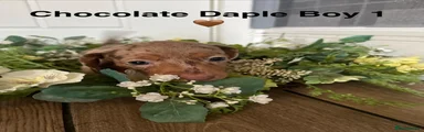 Chocolate dapple boy 1
