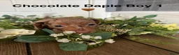 Miniature Dachshund dogs for sale: MINIATURE DACHSHUND  - Advert 6