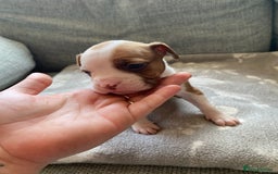 Mixed Breed dogs for sale: French bulldog x Staffordshire bull terrier - Image 18