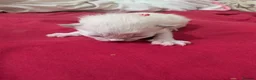 Ragdoll cats for sale: 5 beautiful ragdoll kittens  in Liverpool - Advert 9