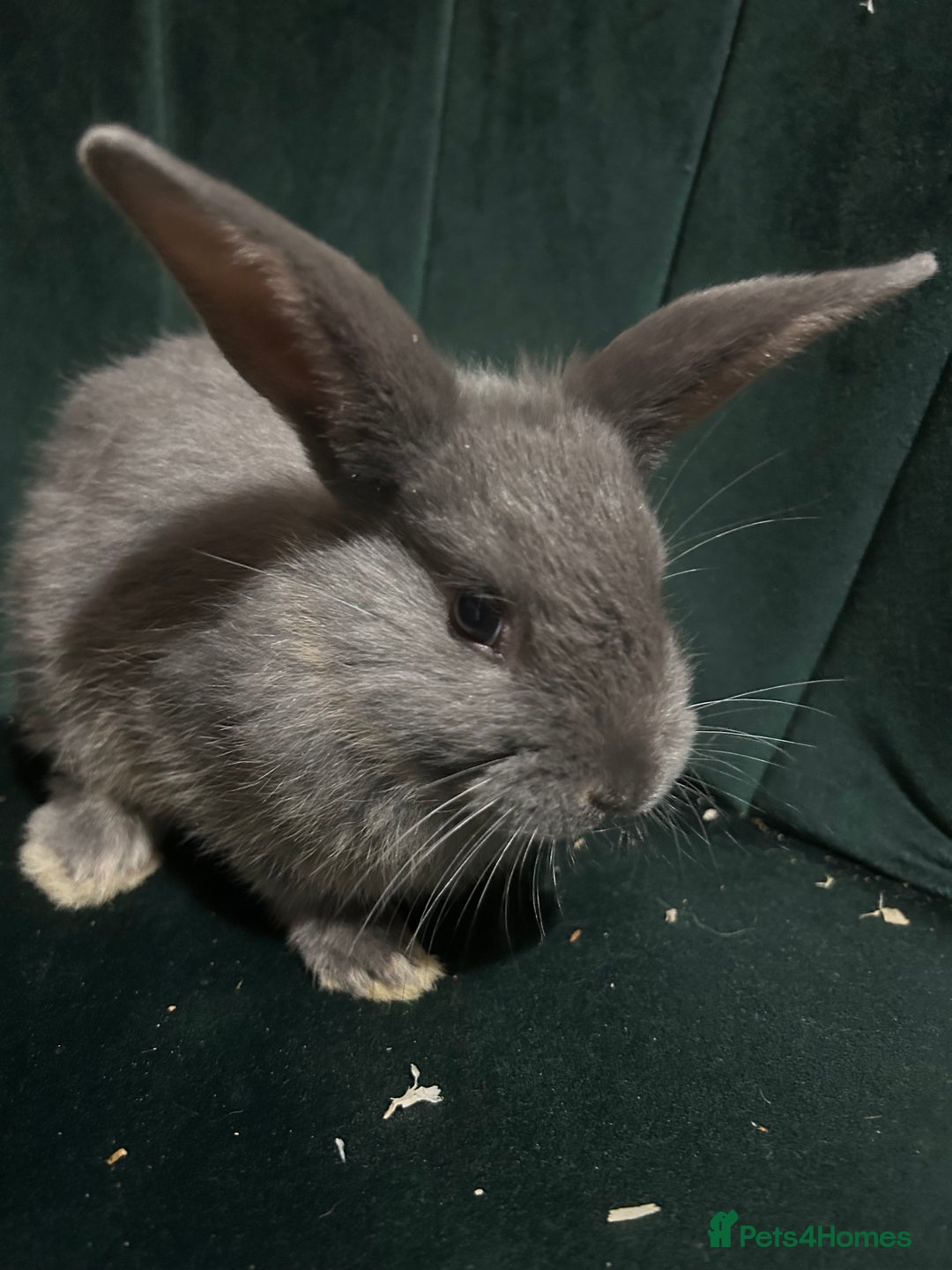 Mixed Breed rabbits for sale: New zealand cross Lionhead - Advert 5