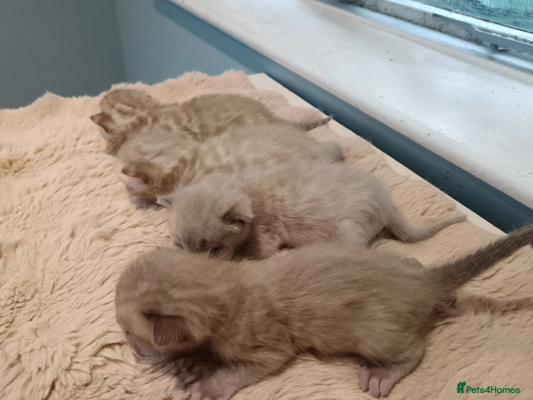 Bengal cats for sale: Tica RG pure bengals - Advert 4