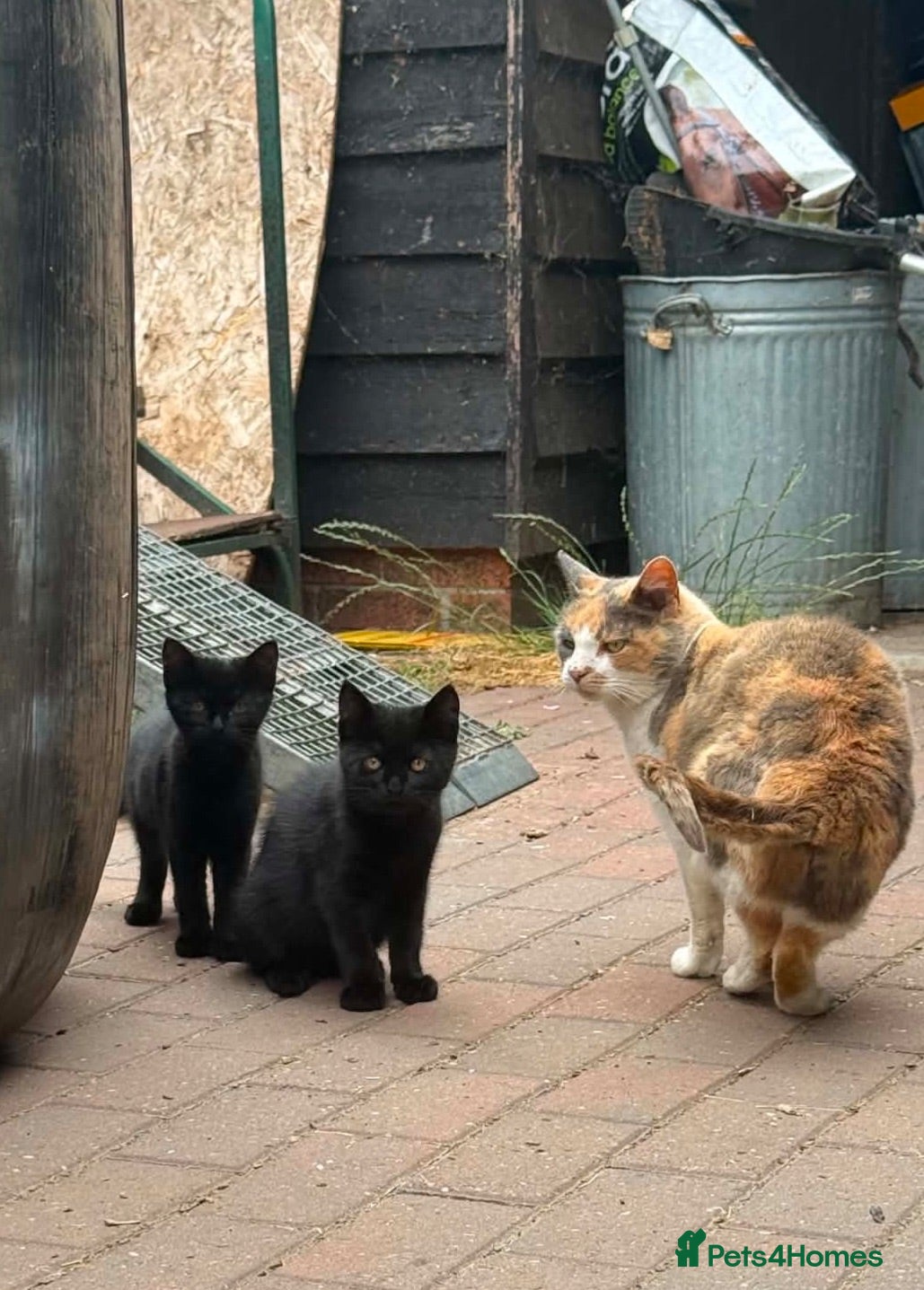 Mixed Breed cats Black kittens looking for loving homes - Advert 2