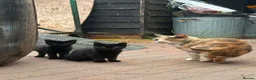 Mixed Breed cats for sale: Black kittens looking for loving homes in Bury Saint Edmunds - Advert 1