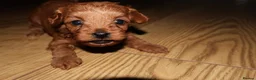 Maltipoo dogs for sale: 🐶 Stunning Brown/Red F1B Maltipoo Puppies ❤️ in Luton - Advert 3