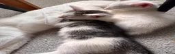 Mixed Breed cats for sale: Mix bread  - Advert 5