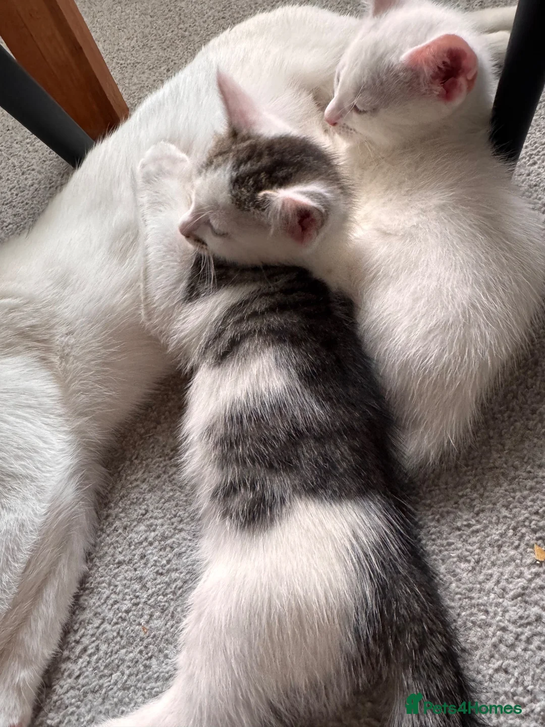 Mixed Breed cats for sale: Mix bread  - Advert 5