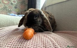 Mixed Breed rabbits for sale: Gorgeous mixed lop - Image 1