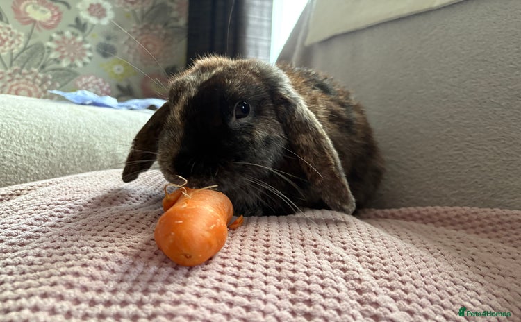 Mixed Breed rabbits - Advert 3