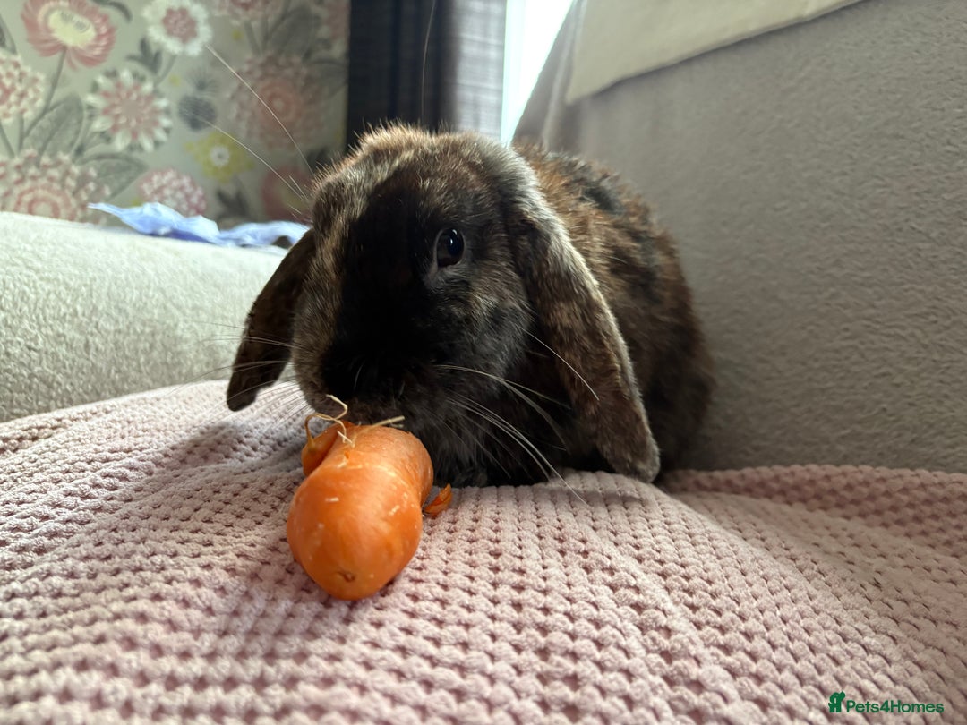 Mixed Breed rabbits for sale: Gorgeous mixed lop - Image 1